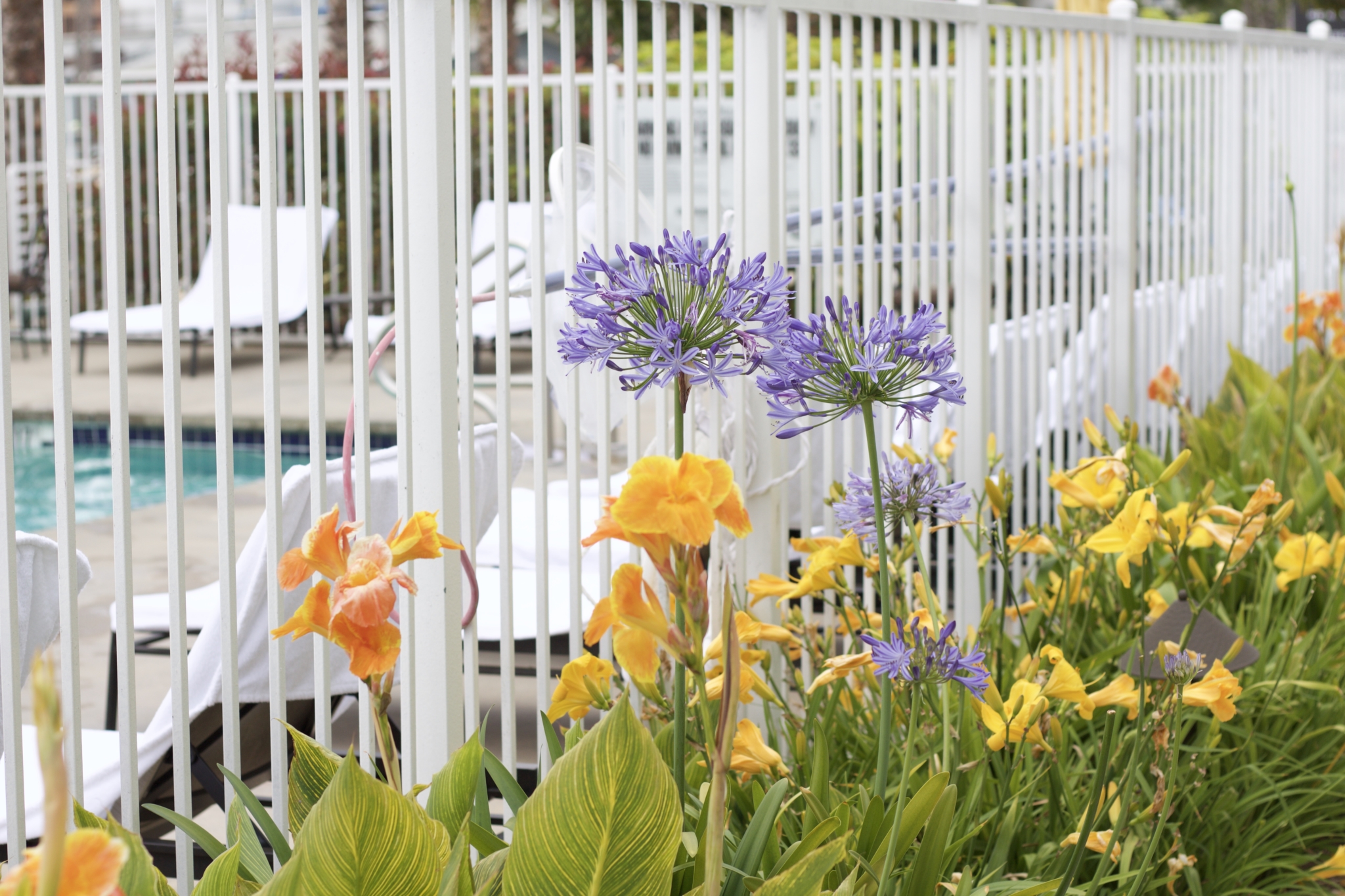 Blumen am Pool