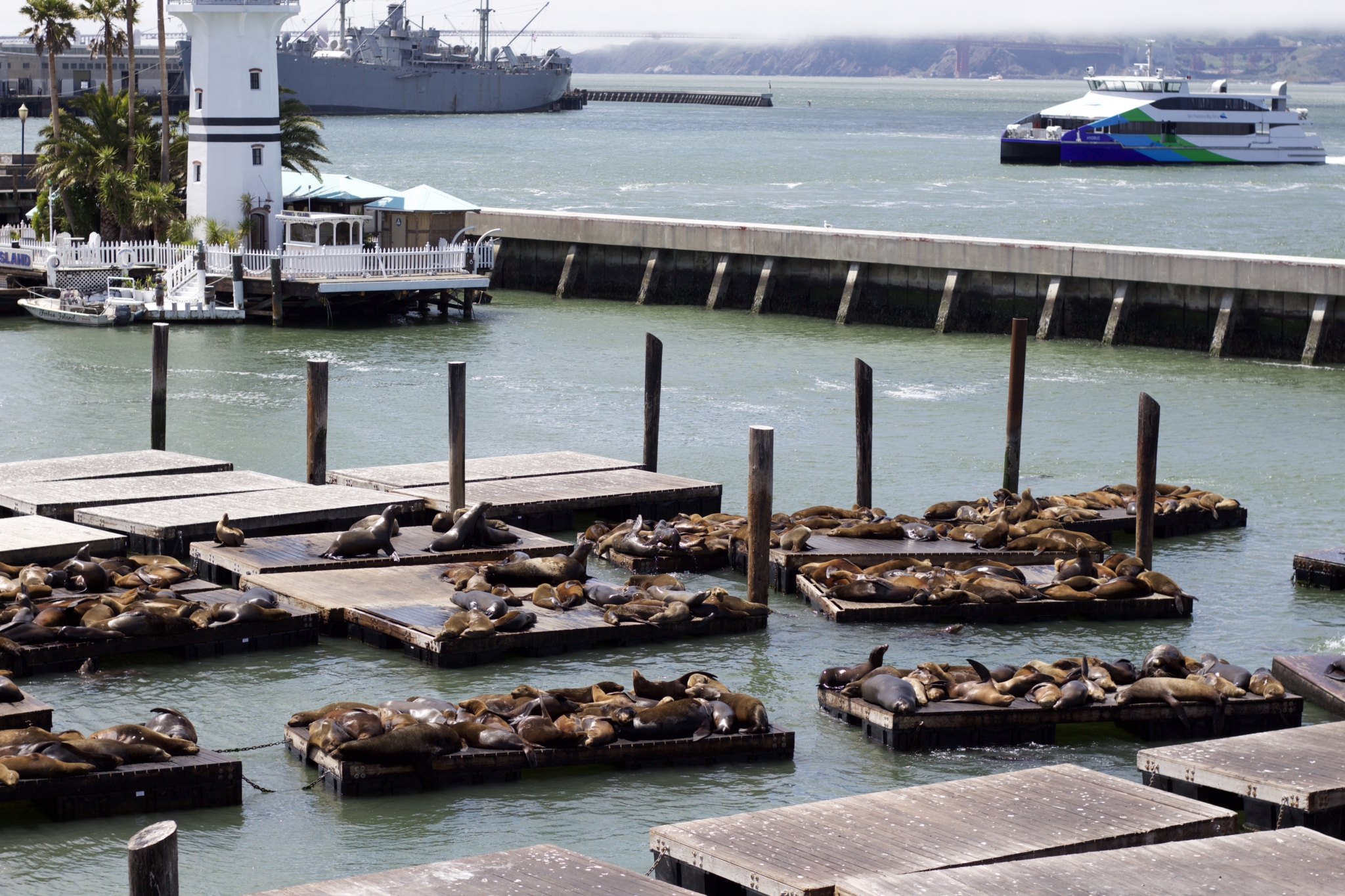 Seelöwen am Pier 39 - Ein Tag am Pier 39 in San Francisco - Erlebnisse und 5 Tipps für einen Tag am Pier 39 - Reise Blogger Tipps