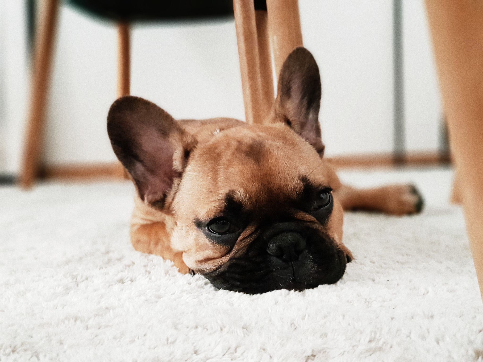 Hund auf dem Fußboden