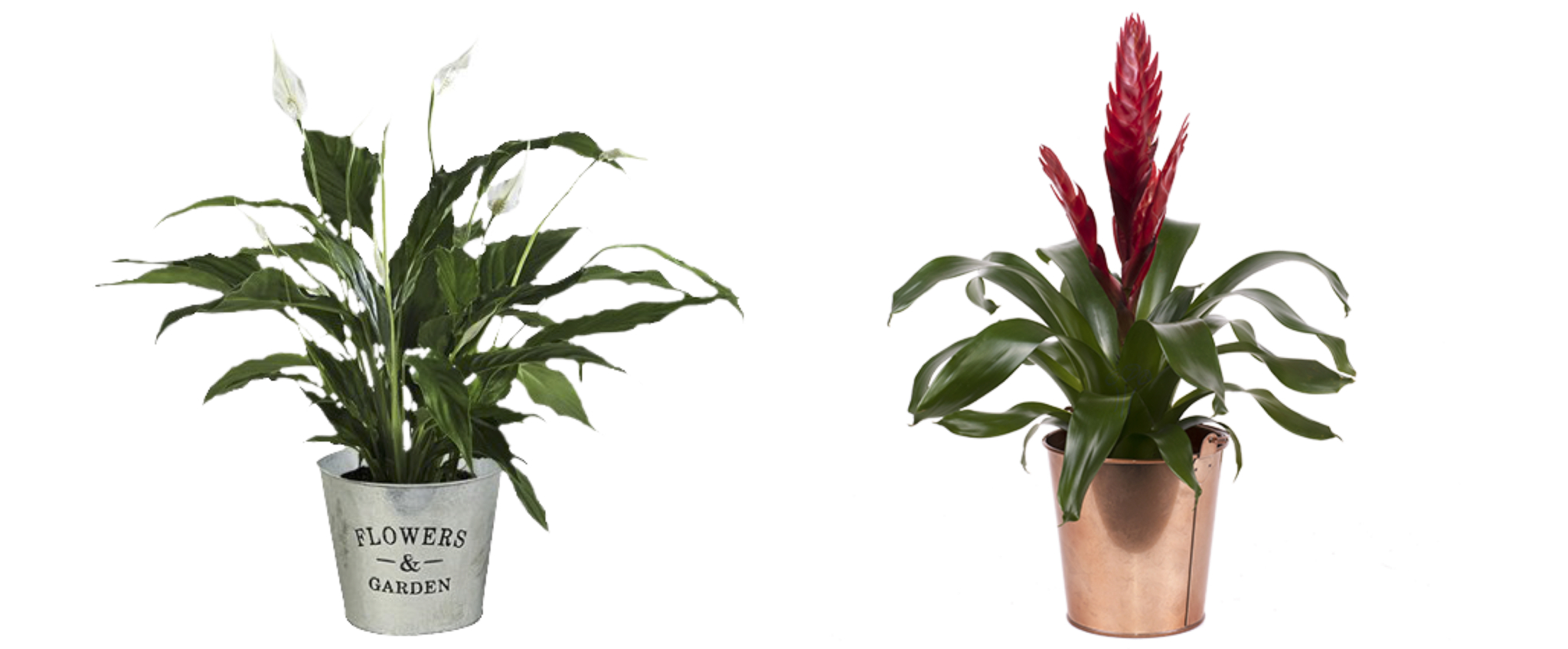 Die zwei Besten Pflanzen fürs Büro: Friedenslilie – Weißes Anthurium und Bromelien – die Exotische